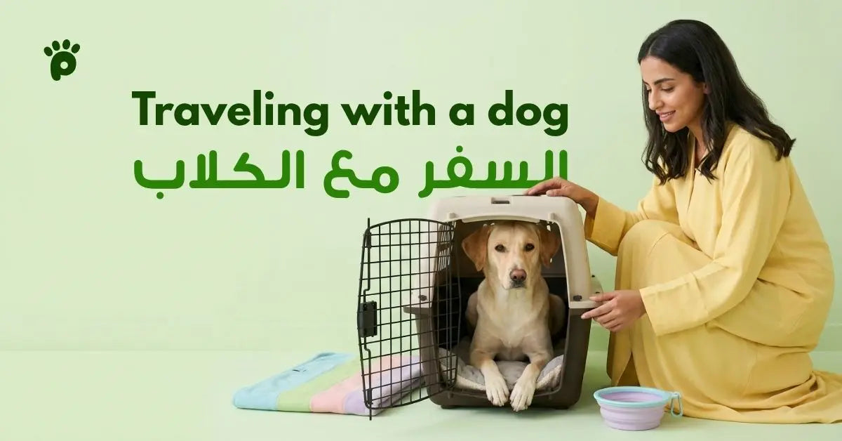 How to Travel Safely With Your Dog: Carriers, Routine, and Comfort Tips