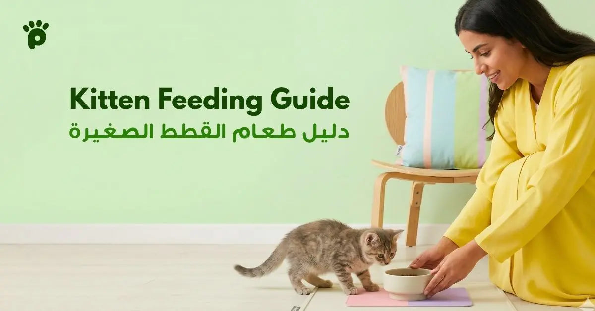 افضل اكل للكيتن في السعودية, دليل شامل للناس الي تبنت قطط حيدثا