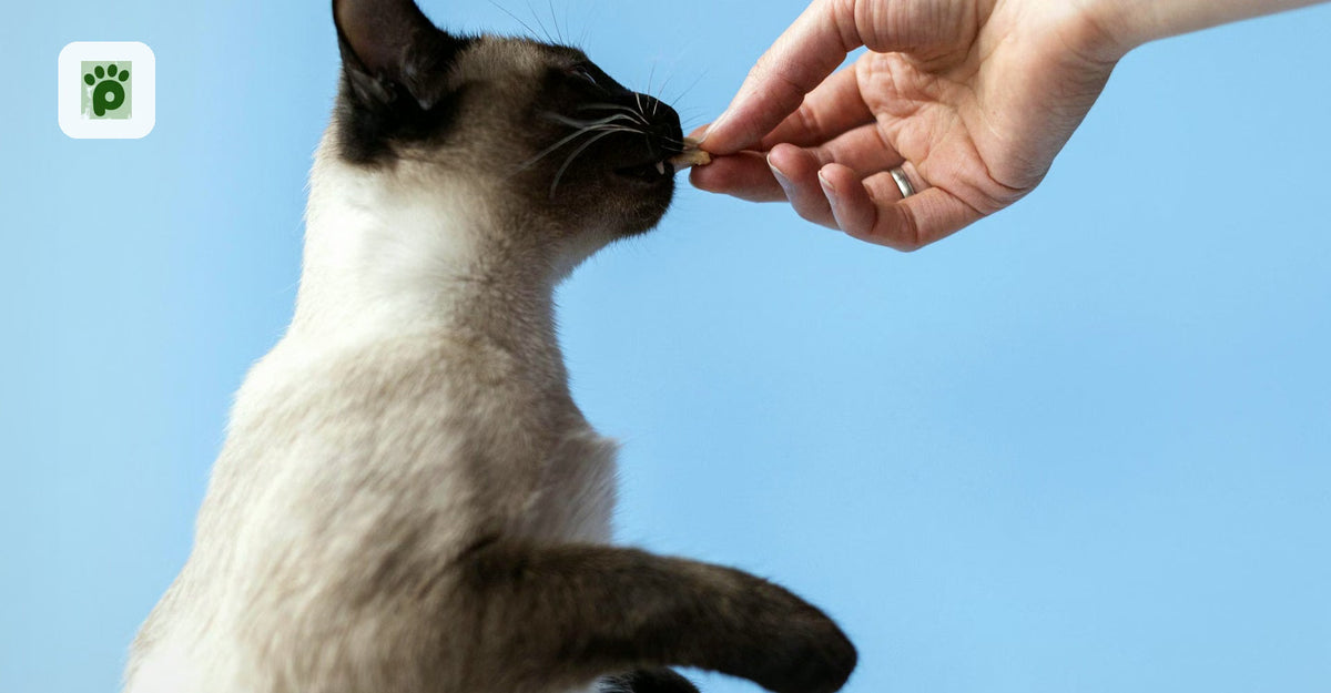 Best Healthy Cat Treats: A Smart Selection Guide