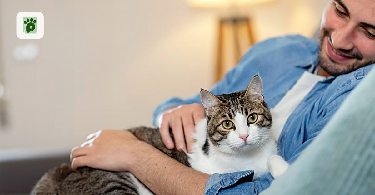 Cat Fungal Infections at Home: Effective Treatment & Easy Tips