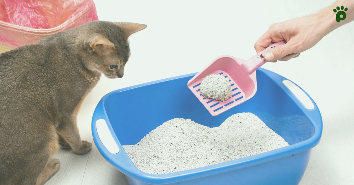 The Simple Way to Know How Many Bags of Litter Your Cat Needs Each Month