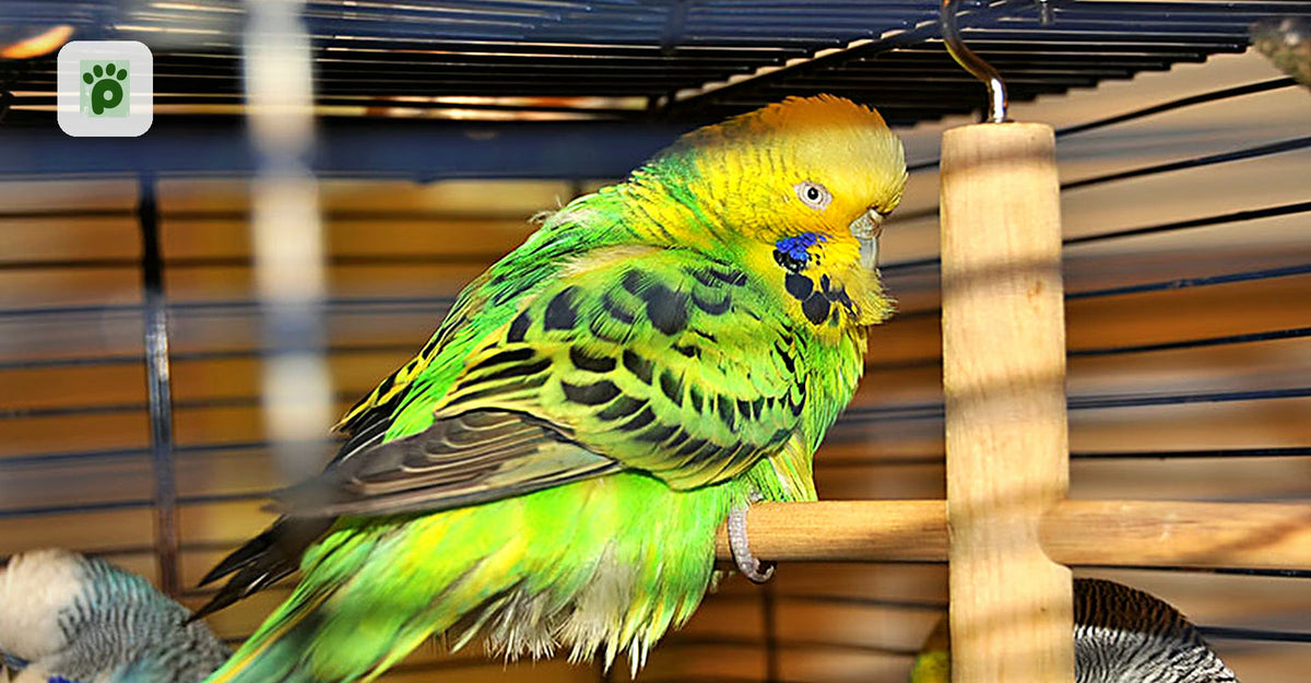 How Do I Know If My Budgie Is Sick? What Are the Most Common Signs of Illness?