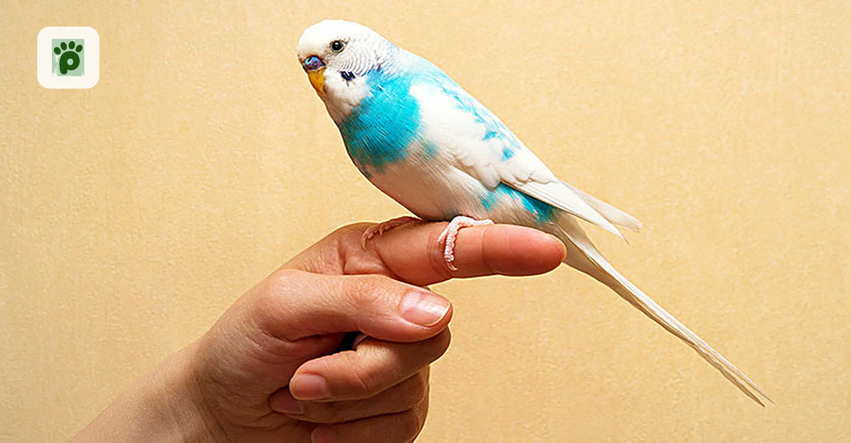 How to Raise Budgie Parrots the Right Way