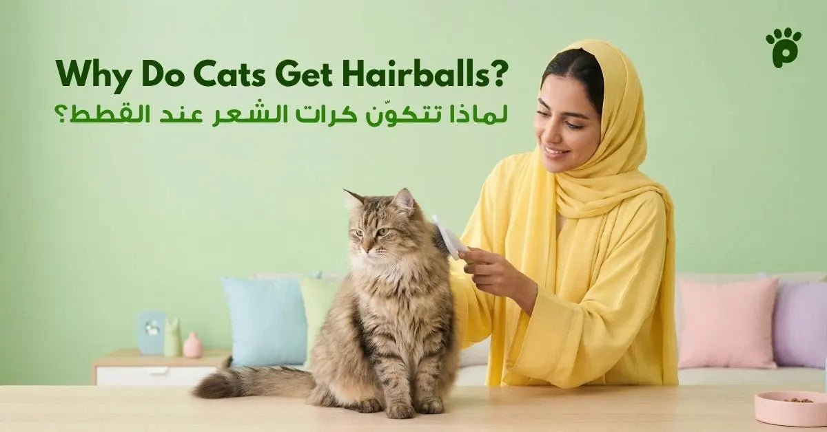 كرات شعر القطط, دليل شامل لمساعدتك على التخلص منها في السعودية