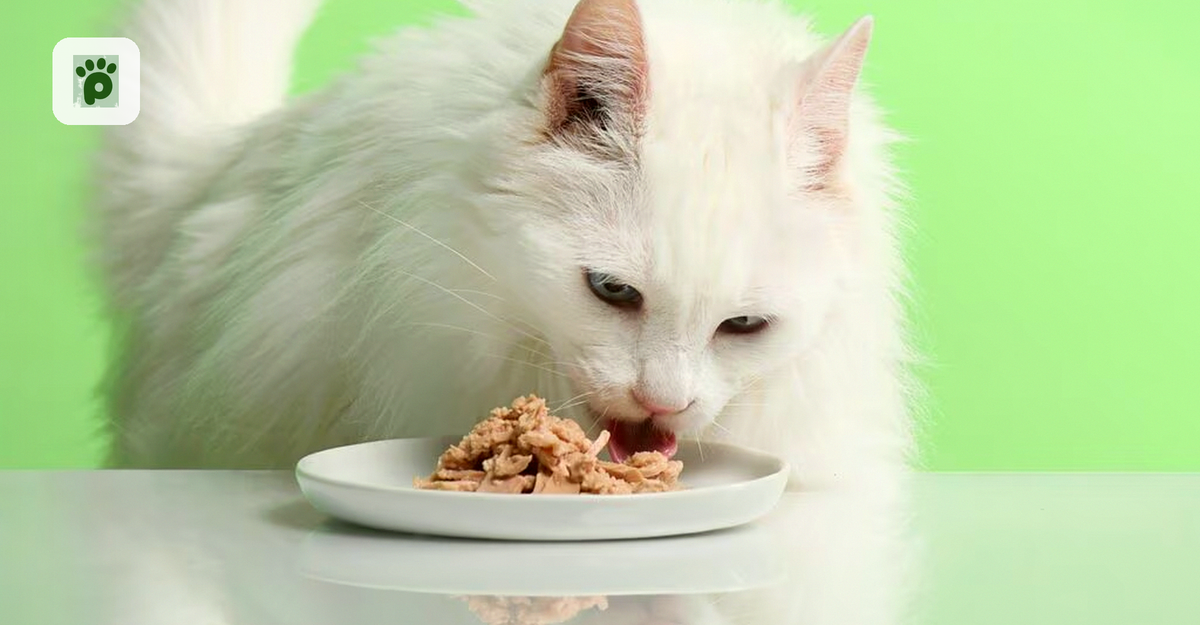 Tuna for Cats: Benefits, Risks, and Is It Toxic?