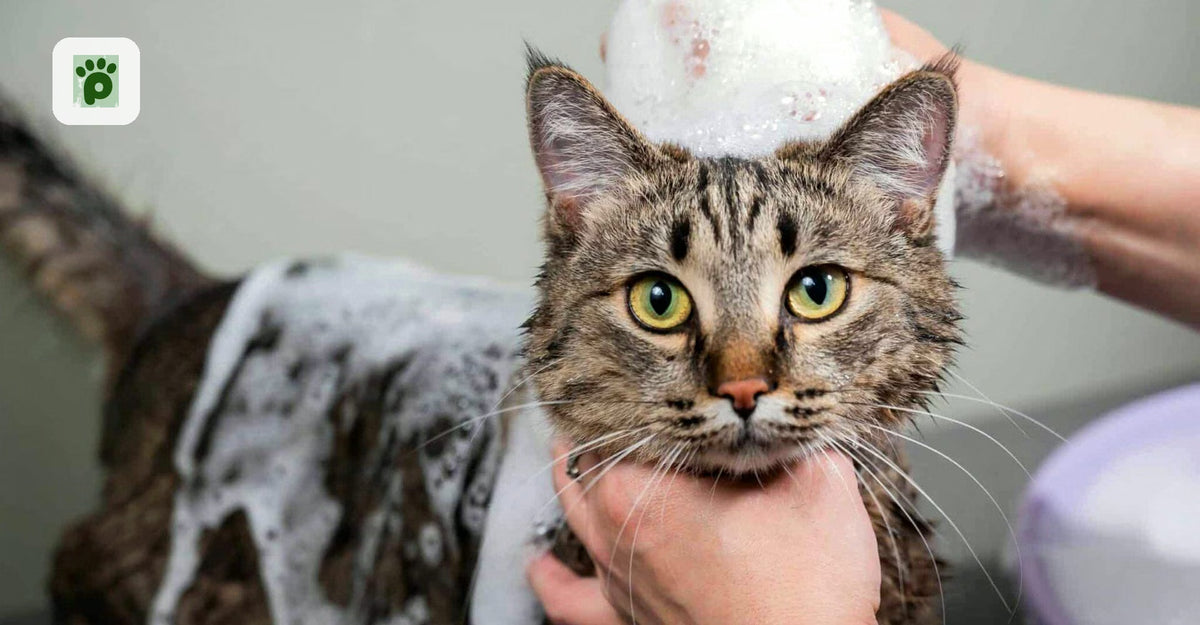 Types of Cat Shampoo and Their Prices in Saudi Arabia – Suitable for Every Coat Type