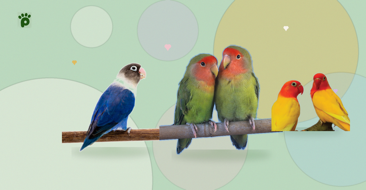 Lovebirds: Everything You Need to Know About Species, Colors, and Nutrition