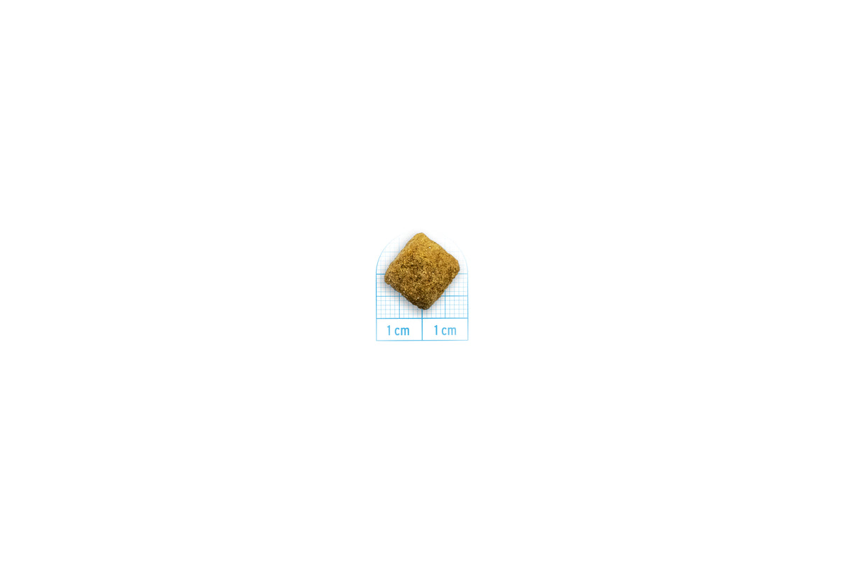 Forza10 Active Dog Dry Food Intestinal Colon Fase I Fish 4kg